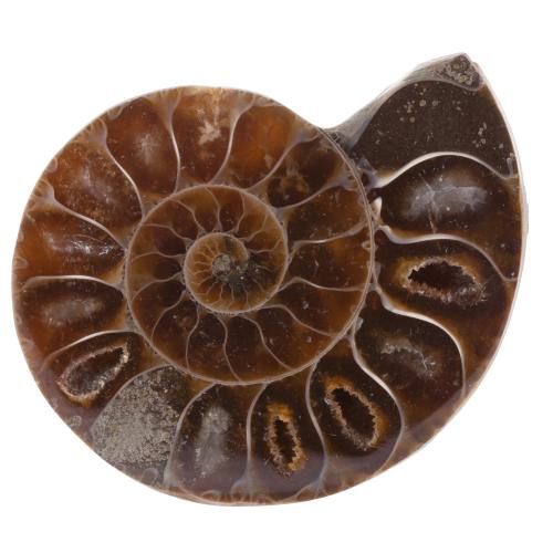 Ammonite polie 